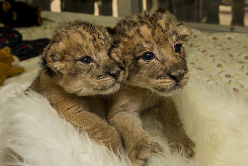  2 extremely adorable tiny lion cubs ❤