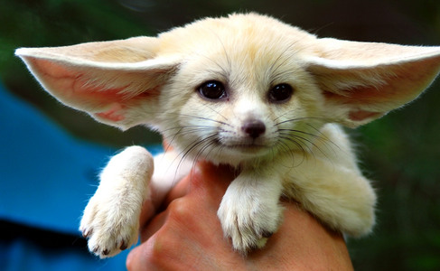  too many animali out there to choose I Amore them all Here's one of my preferiti tho, the fennec fox~