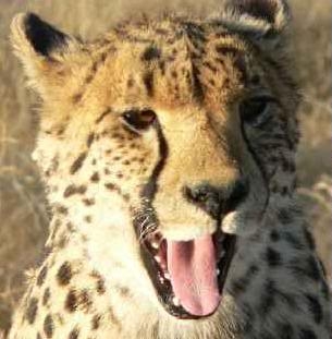  Cheetahs :P