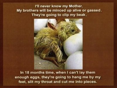  Poor chick...