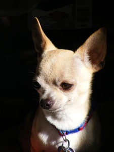  This is Chacha. He is a chihuahua and my best friend.