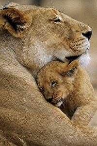 I love lions! <3