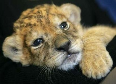  Chilling like this cute little cub <3