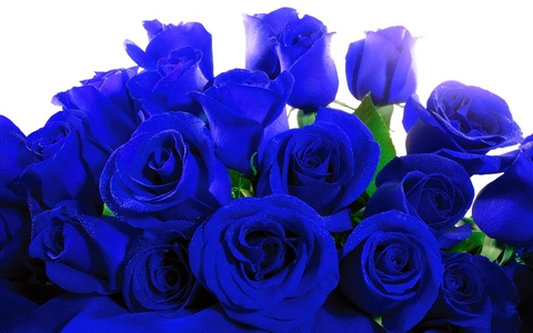  Blue mawar :)