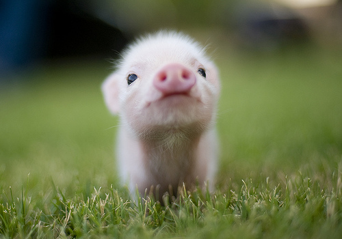  A baby pig