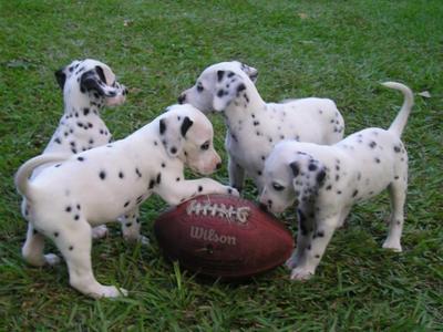 a Quaker Big and Chewy bar
can't remember
no
reality tv,sci-fi/fantasy,comedies and drama

no
neither,I am laying on my bed

a cute dalmatian puppy huddle<3