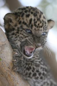  Baby leopard cub <333333