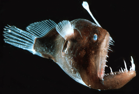  I would amor to have an angler fish!!
