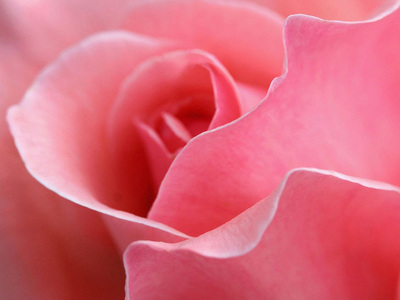  roze flowers