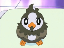  starly, it's adorable