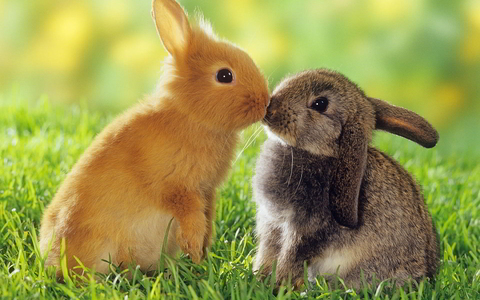  2 cute bunnies <333333