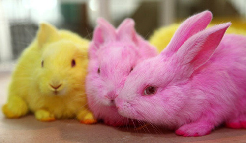  3 colorful bunnies<3