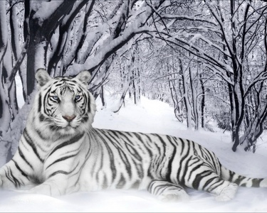  A white tiger,like them so much!