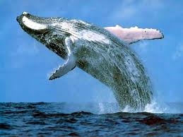  the blue 鯨, クジラ