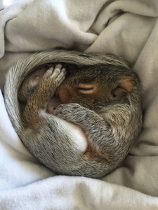 Night / yes / homophobia / girl love / 23-24 / yes / marijuana (sadly) / well I only live at the house I grew up in for like 2 months a year but I hate the location, suburbs are gross 

pic is the baby squirrel my girlfriend took in :')
