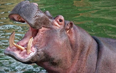  Hippos
