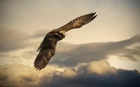  I wanna live my life like falcons... Fly high up in the mountains so that no one else can see me fly