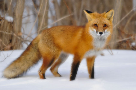 FOX FOX FOX FOX