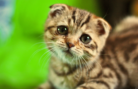  This adorable kitten <333