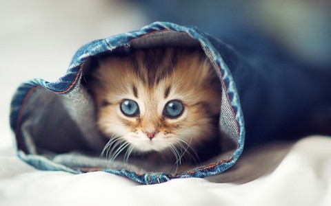  Why not this cute kitten?