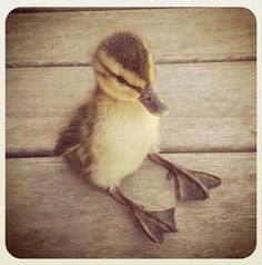 I love duckies! 💟🐥