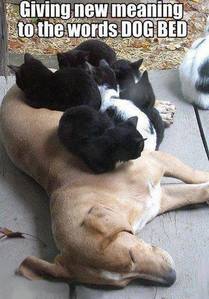 a cute random pic of a dog and some cats,giving new meaning to the words dog bed :)