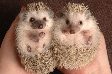  I want a hedgehog. There's no way I'm gonna live this life having not owned a hedgehog xP