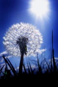  My favorito flor shall always be dandelions. Other than that I also like water lilies.