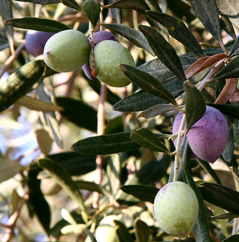 Olea Europaea Also Known As The Olive !!!!