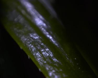 A random pic of a piece of grass I took around 8 years ago with a special eyeclops.