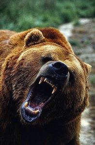  angry grizzly برداشت, ریچھ ارے is this ok eh!