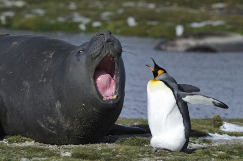 The penguin and the seal roaring each other.