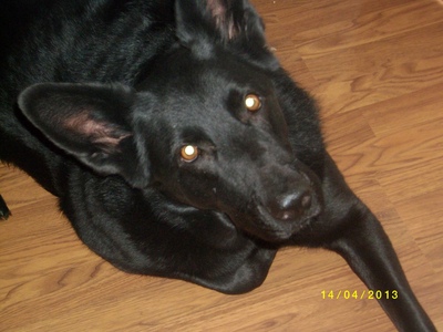  German Shepherd. This is my dog, Maddie, a solid black GSD.
