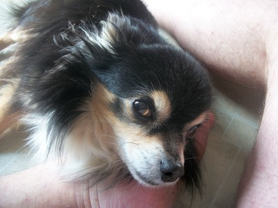  Long haired chihuahua. Photo: My sweet little doggy <3