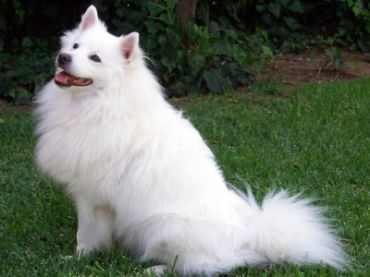  German shephards and I had a dog exactly like this one its an American Eskimo dog They're so cute !!