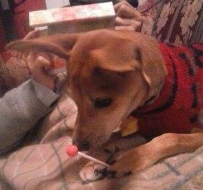  Here is my little Rue eating a sucker while in her クリスマス sweater! LOOK AT HER SWEETNESS!!! :D