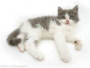  I want to be a small she-cat with blue eyes and a white pelt with gray spots named Bubble and...ill be in Swim