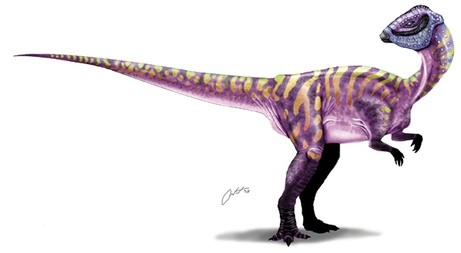  Micropachycephalosaurus. To my knowledge it is the smallest herbivorous dinosaur ever discovered and therefore the most harmless in my opinion. However, I think Amargasaurus, Therizinosaurus, Hypsilophodon, Oryctodromeus, Troodon, Microraptor, and Mei are some of my favorites in terms of interesting-ness.