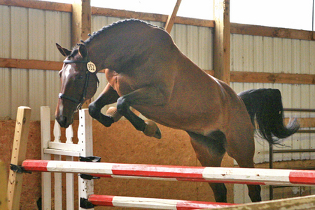  I like the Hanoverain breed best, because for some reason, I like 動物 that can jump well. (including horses)