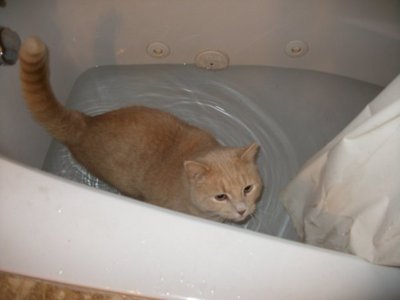  Ohh here is my cat Buster he loves water