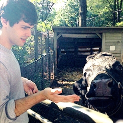  Matt and a cow