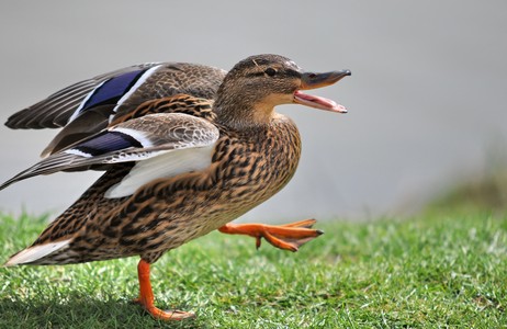 No, but I do have a favorite duck pic.