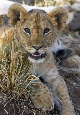  Lion cubs!! <3333333333