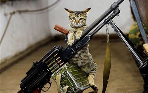  An angry cat. An angry cat with a machine gun.