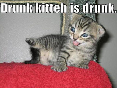  Drunk kitten.