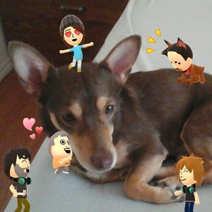  An old pic with Miitomo Miis, but this is indeed, my dog lol.