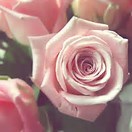  गुलाब are my favourite फूल <3