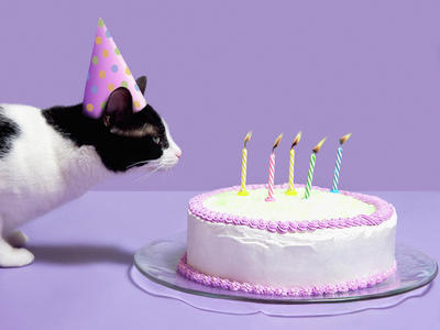  I Liebe both cakes and Katzen :3