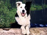 Border Collie,is my favourite breed of dog.Hard question though because there are lots of breeds that I like :)
