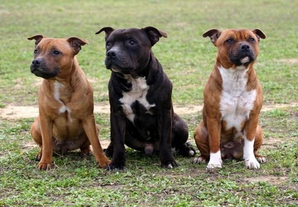  Staffordshire stier Terriers. Loyal, affectionate, energetic, reliable, Intelligent! Not to mention when then open their mouths they look like they're smiling :)